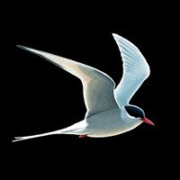 collins-bird-guide icon