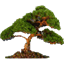 natara-bonsai icon