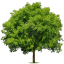 tabs-tree icon