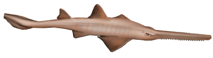 Sawfish icon